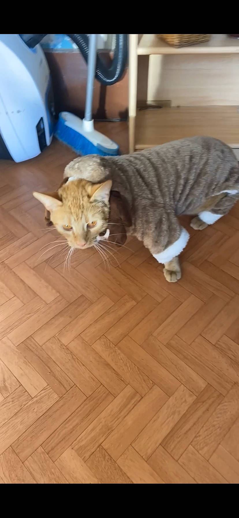 Kyubi participe au concours pour gagner de l'argent avec cette photo : carnivore, cat, comfort, fawn, felidae, floor, flooring, fur, hardwood, laminate_flooring, paper_towel, plank, small_to_medium_sized_cats, snout, tail, varnish, whiskers, wood, wood_flooring, wood_stain