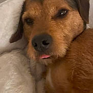 Pepsi a rejoint le concours — aidez-le/la à gagner de superbes lots ! animal, blanket, brown_fur, close_up, companion, cozy, cute, dog, face, fur, indoor, mammal, pet, relaxed, resting, sleepy, snuggled, soft, tongue_out, warm