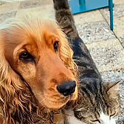 Tiebreak participe au concours pour gagner de l'argent avec cette photo : animal, blue_chair, calm, cat, close_up, companion, dog, domestic_animal, face, friendship, fur, golden_retriever, nature, outdoor, pavement, pet, relaxed, stone, tabby_cat, window