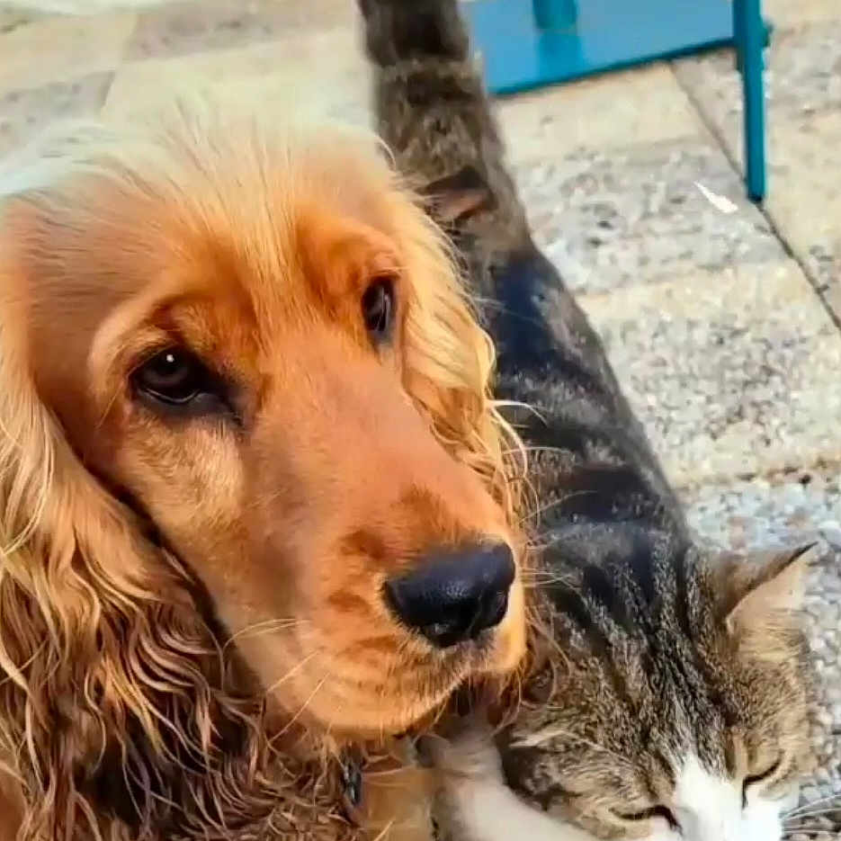 Tiebreak participe au concours pour gagner de l'argent avec cette photo : animal, blue_chair, calm, cat, close_up, companion, dog, domestic_animal, face, friendship, fur, golden_retriever, nature, outdoor, pavement, pet, relaxed, stone, tabby_cat, window