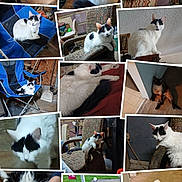 Chi Chi is registered to the contest to win money with this photo: cat, cats, feline, black_and_white_cat, siamese_cat, pet, animal, collage, photo_collage, portrait, sitting, lying_down, indoors, outdoors, chair, bed, floor, patio, grass, home