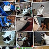 cat, cats, feline, black_and_white_cat, siamese_cat, pet, animal, collage, photo_collage, portrait, sitting, lying_down, indoors, outdoors, chair, bed, floor, patio, grass, home