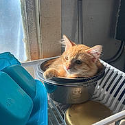 Melinda joined the competition — help win amazing prizes! animal, blue_containers, cat, cute, domestic_cat, ears, feline, fur, household, indoor, kitten, metal_bowl, orange_cat, pet, relaxed, resting, small_animal, whiskers, white_rack, window_light