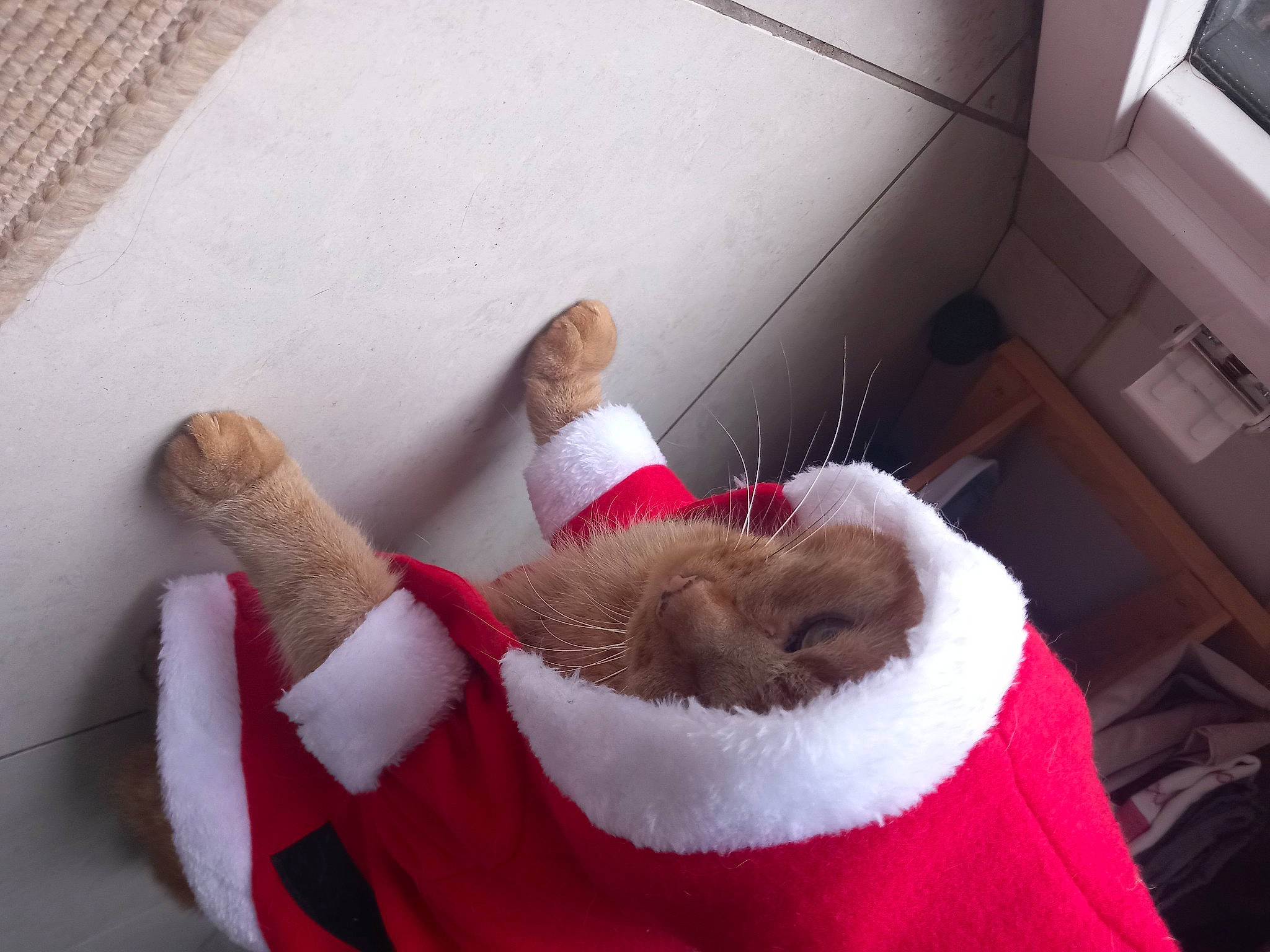 Lemmy participe au concours pour gagner de l'argent avec cette photo : comfort, companion_dog, fawn, flooring, foot, fur, hand, human_leg, knee, lap, leg, mammal, red, room, santa_claus, sock, stuffed_toy, thigh, white, wood