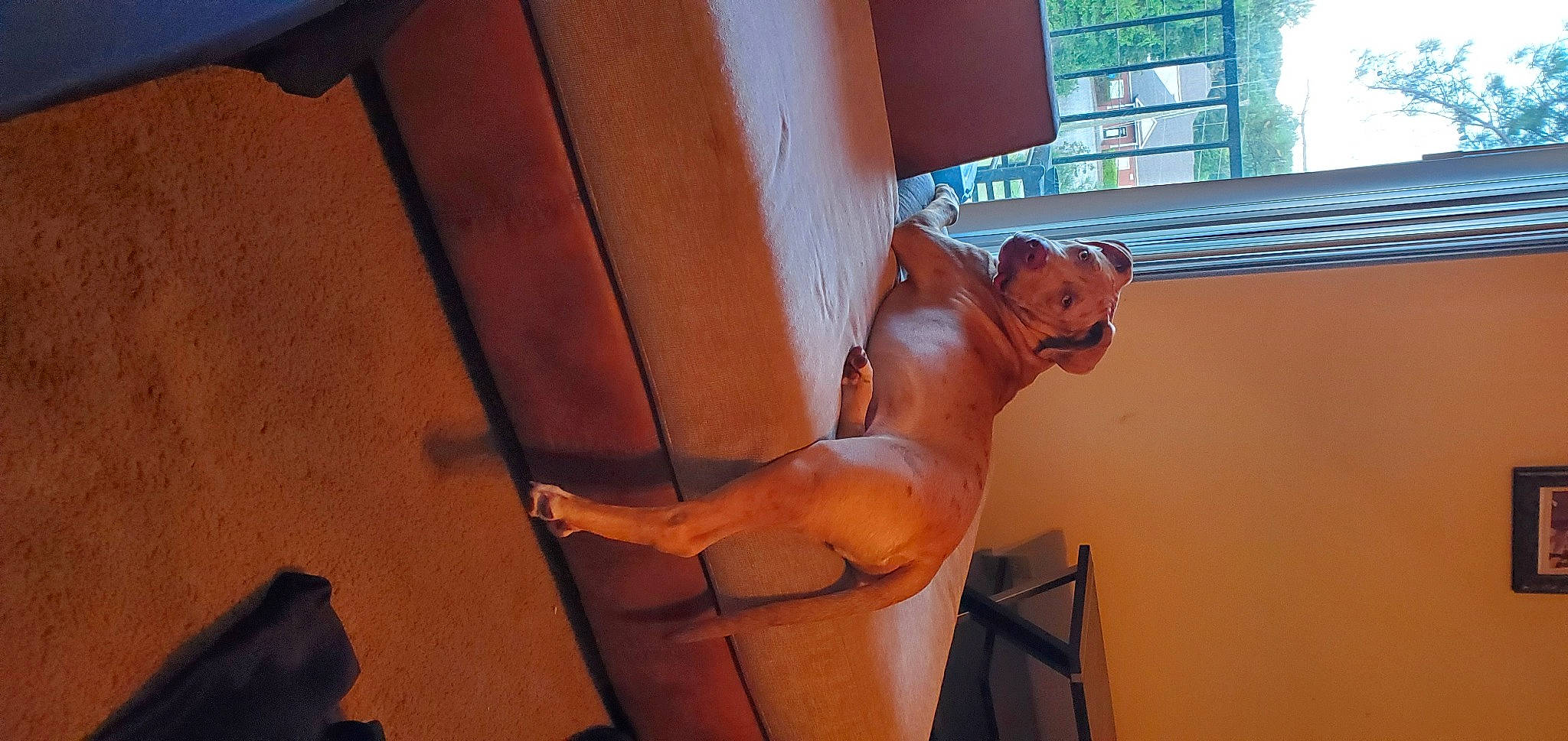 Cain joined the competition — help win amazing prizes! art, ceiling, chest, elbow, fawn, flooring, hardwood, human_body, human_leg, knee, metal, orange, sculpture, thigh, tints_and_shades, trunk, waist, window, wood, wood_stain