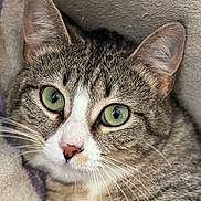Cricket joined the competition — help win amazing prizes! cat, tabby_cat, close_up, green_eyes, whiskers, pink_nose, fur, pet, animal, portrait, cute, domestic_cat, mammal, face, ears, relaxed, indoor, soft_texture, feline, curious