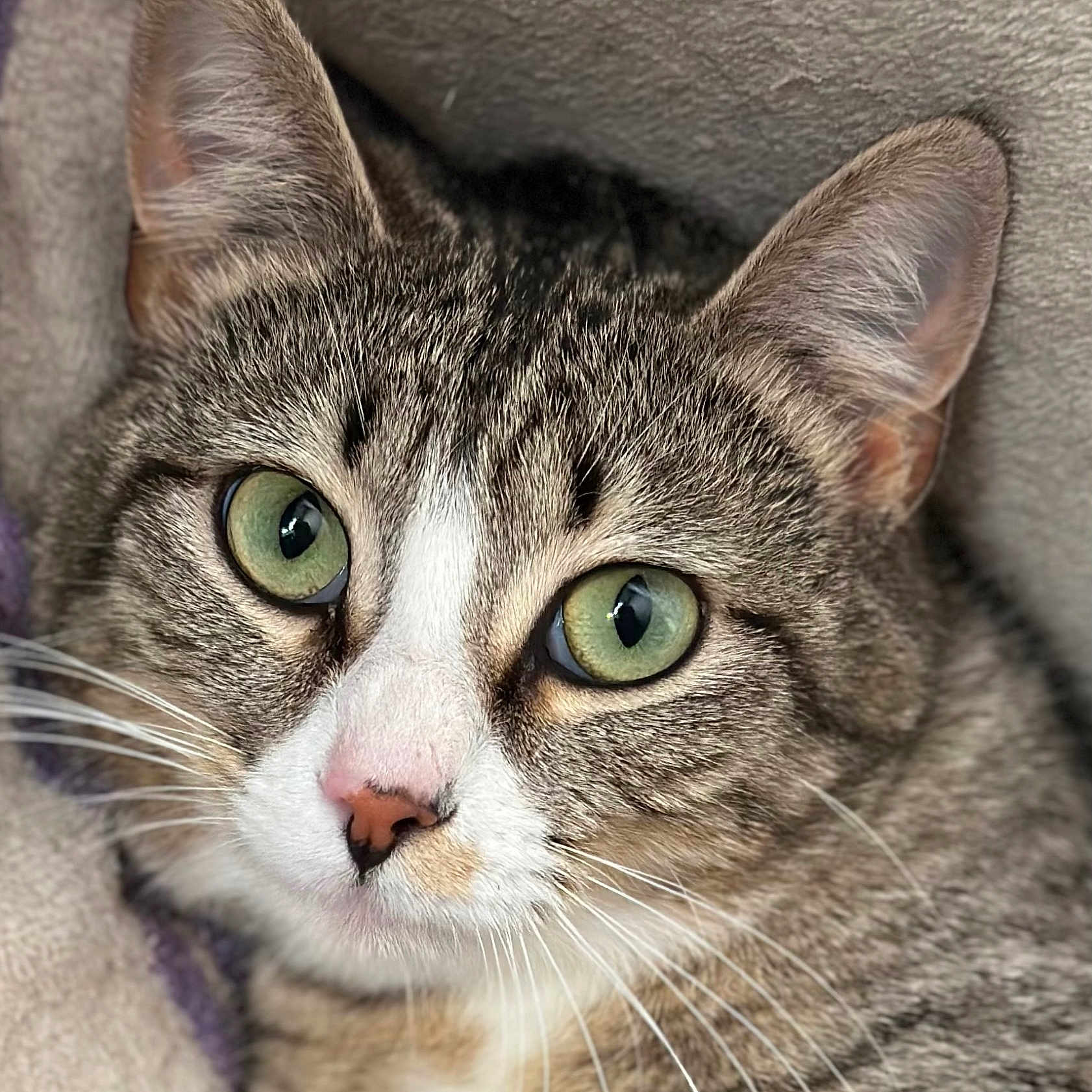 Cricket joined the competition — help win amazing prizes! cat, tabby_cat, close_up, green_eyes, whiskers, pink_nose, fur, pet, animal, portrait, cute, domestic_cat, mammal, face, ears, relaxed, indoor, soft_texture, feline, curious