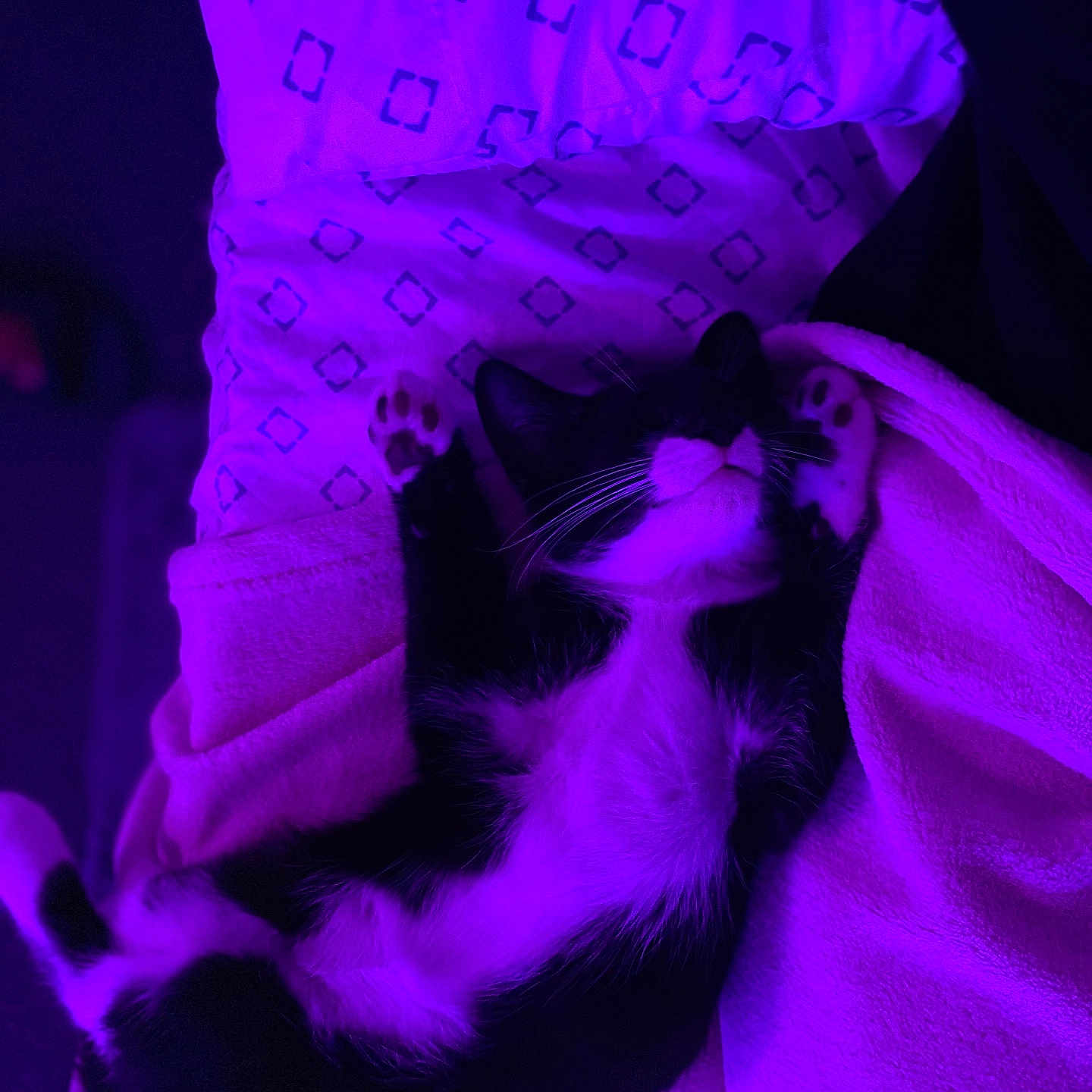 Benji