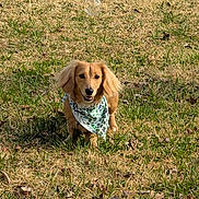 Reggie joined the competition — help win amazing prizes! animal, bandana, brown_dog, cute, daytime, dog, ears, field, fur, grass, happy, looking, mammal, nature, outdoor, pet, playful, small_dog, standing, sunlight