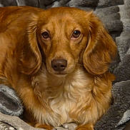 Vénus participe au concours pour gagner de l'argent avec cette photo : dog, golden_brown, long_ears, fluffy, pet, animal, blanket, cozy, resting, indoor, fur, paw, cute, portrait, comfort, snuggle, brown_nose, closeup, relaxed, home