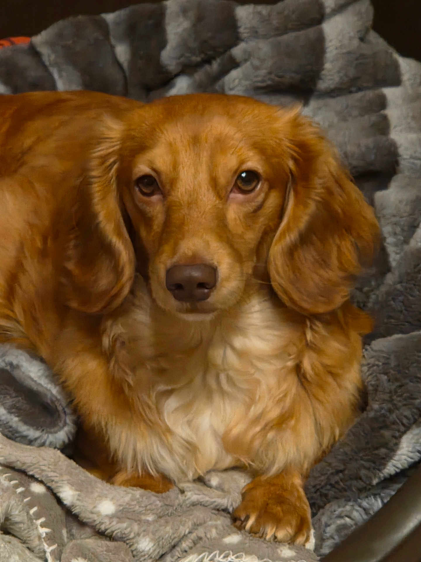 Vénus participe au concours pour gagner de l'argent avec cette photo : dog, golden_brown, long_ears, fluffy, pet, animal, blanket, cozy, resting, indoor, fur, paw, cute, portrait, comfort, snuggle, brown_nose, closeup, relaxed, home