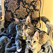Baymax And Harriet is registered to the contest to win money with this photo: animal, blanket, cat, chair, companion, cozy, cute, domestic_animal, fur, furniture, gray_cat, home, indoor, pets, portrait, relaxed, resting, tabby_cat, two_cats, whiskers