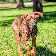 Bali participe au concours pour gagner de l'argent avec cette photo : dog, brown_dog, grass, outdoor, sunlight, collar, pet, animal, nature, park, greenery, tree, canine, walking, daytime, ears, mammal, playful, young_dog, field