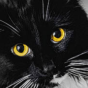 Trixie joined the competition — help win amazing prizes! animal, black_and_white, black_cat, cat, close_up, cute, face, feline, focus, fur, indoor, intense_gaze, looking, macro, mammal, pet, portrait, sharp_detail, whiskers, yellow_eyes