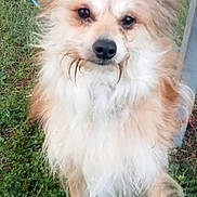 Hatchi a rejoint le concours — aidez-le/la à gagner de superbes lots ! dog, animal, pet, grass, outdoor, fur, cute, canine, mammal, nature, portrait, sitting, brown, white, ears, face, leash, friendly, furry, alert