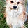 Hatchi