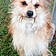 Hatchi