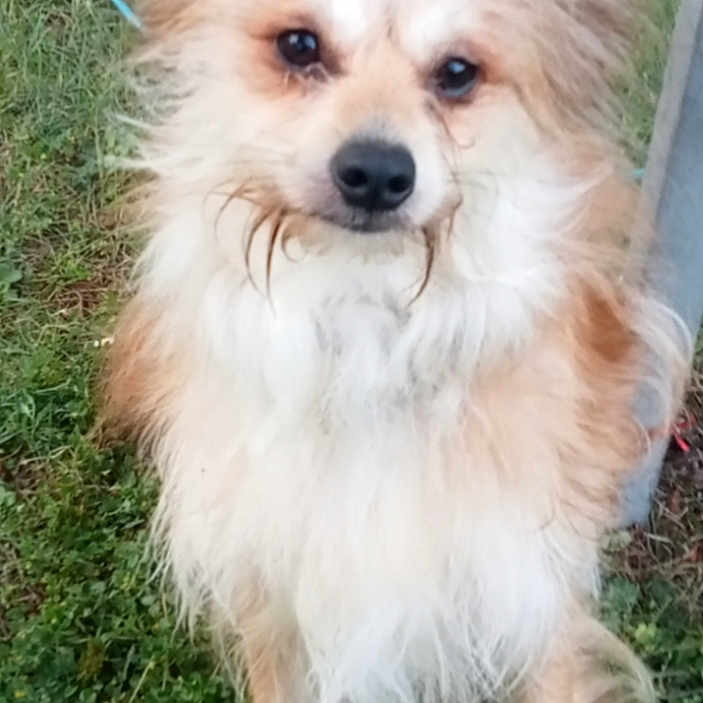 Hatchi a rejoint le concours — aidez-le/la à gagner de superbes lots ! dog, animal, pet, grass, outdoor, fur, cute, canine, mammal, nature, portrait, sitting, brown, white, ears, face, leash, friendly, furry, alert