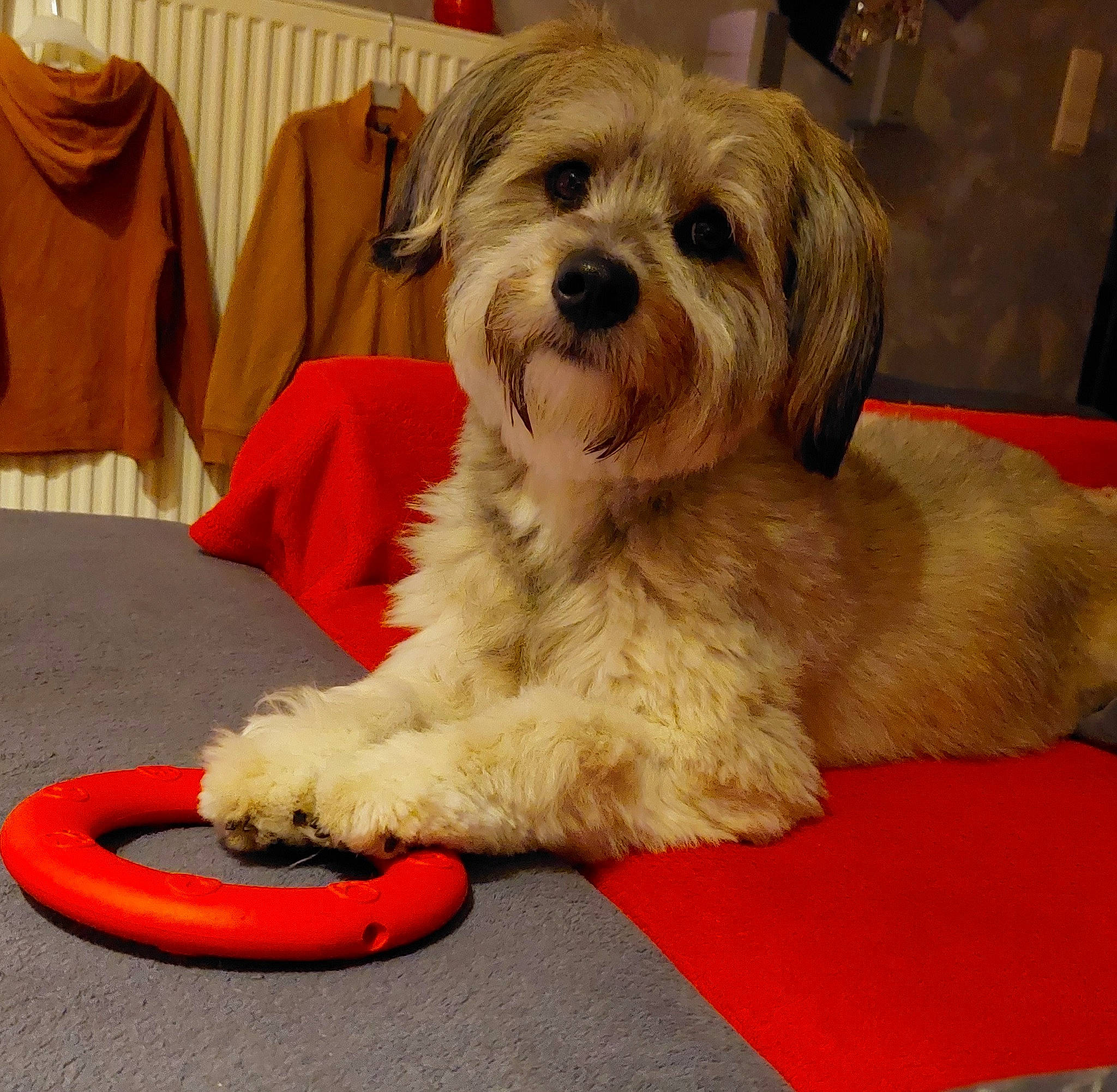 Rocky a rejoint le concours — aidez-le/la à gagner de superbes lots ! carnivore, comfort, companion_dog, dog, dog_breed, flooring, fur, paw, poodle_crossbreed, puppy_love, shih_poo, sitting, sleeve, small_terrier, sporting_group, terrestrial_animal, terrier, toy_dog, working_animal, yorkipoo