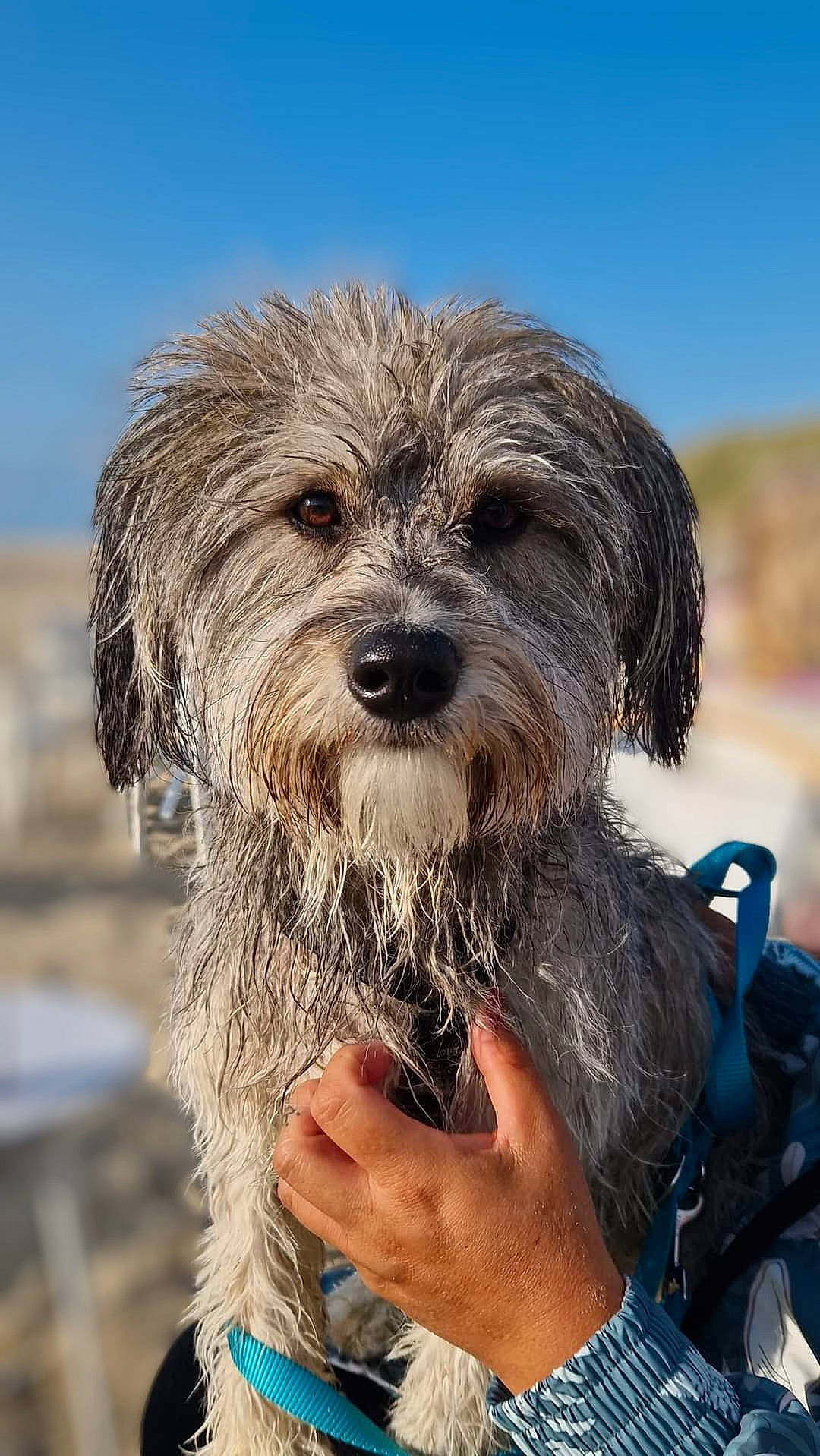 Rocky a rejoint le concours — aidez-le/la à gagner de superbes lots ! bracelet, canidae, carnivore, companion_dog, dog, dog_breed, dog_collar, fur, maltepoo, poodle_crossbreed, sky, small_terrier, snout, soil, sporting_group, terrier, toy_dog, working_animal