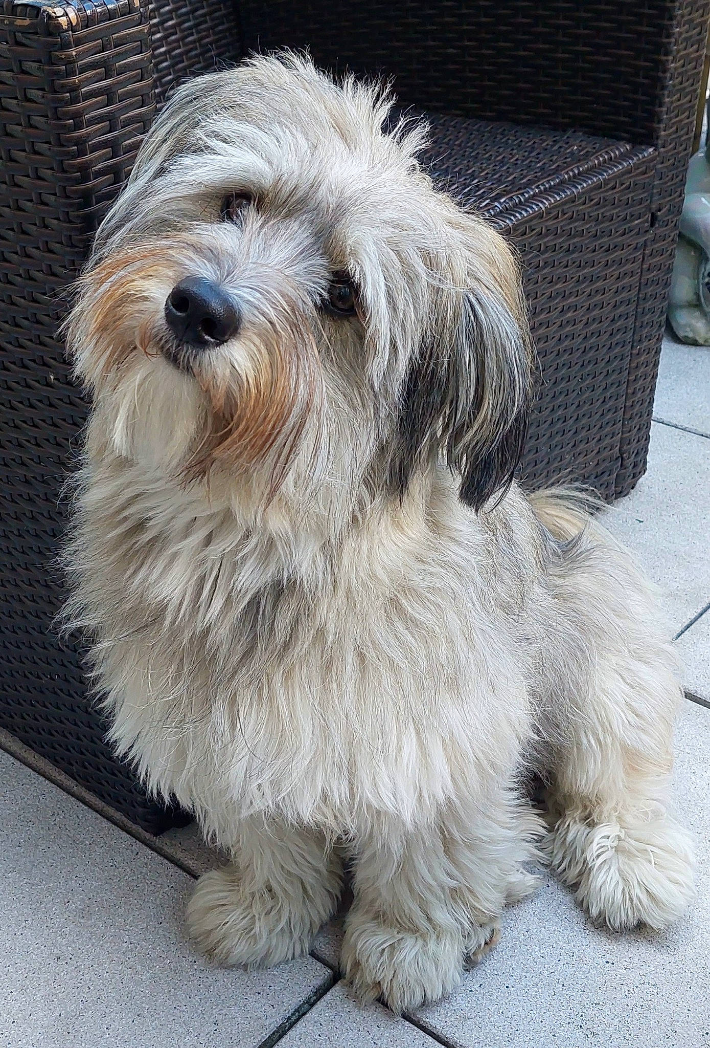 Rocky a rejoint le concours — aidez-le/la à gagner de superbes lots ! canidae, carnivore, companion_dog, dog, dog_breed, fur, maltepoo, small_terrier, snout, sporting_group, terrestrial_animal, terrier, toy_dog, working_animal