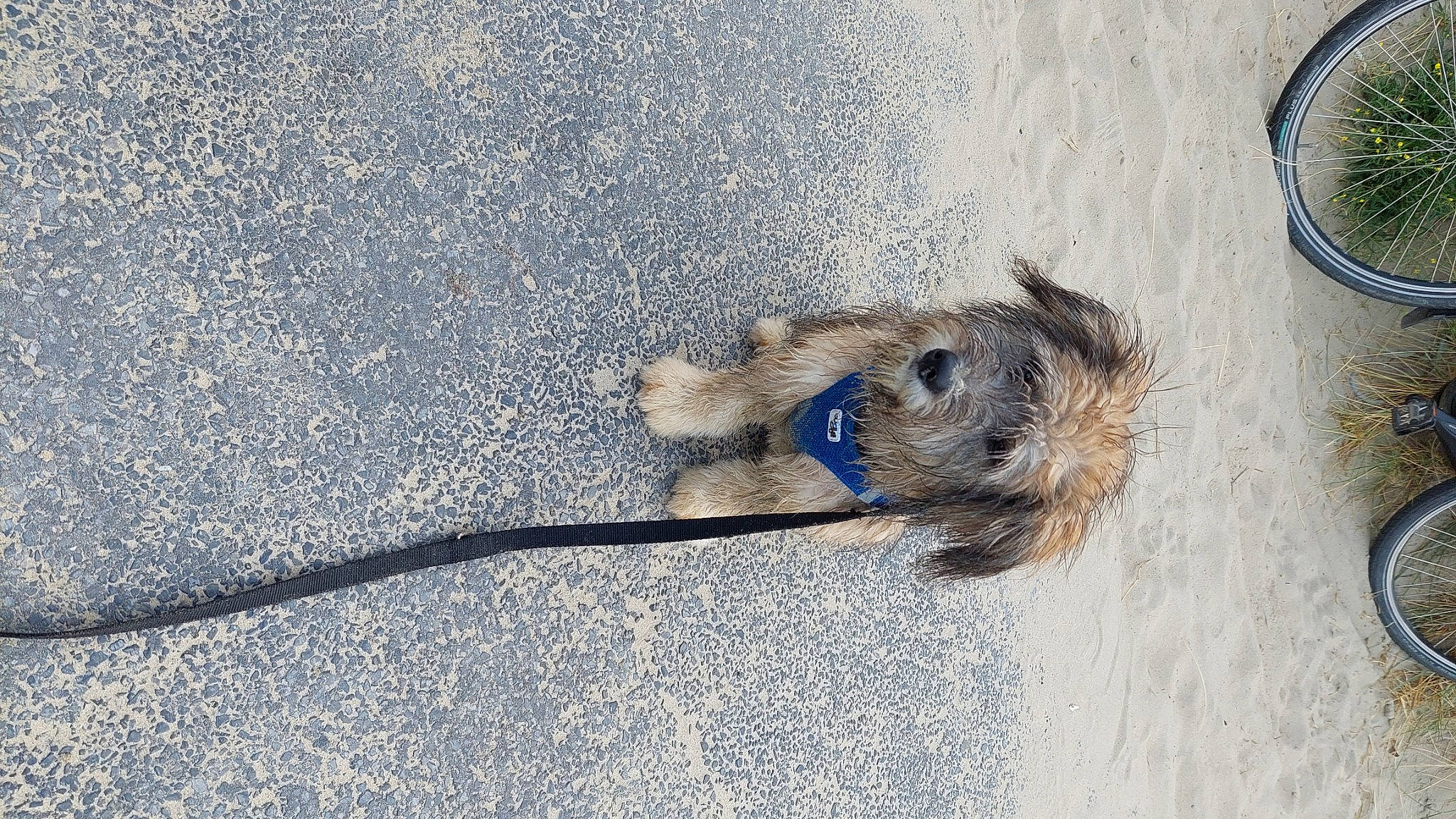 Rocky participe au concours pour gagner de l'argent avec cette photo : asphalt, canidae, carnivore, claw, concrete, dog, dog_breed, electric_blue, foot, fur, leash, paw, road_surface, rodent, shadow, snout, tail, terrestrial_animal, terrier, working_animal