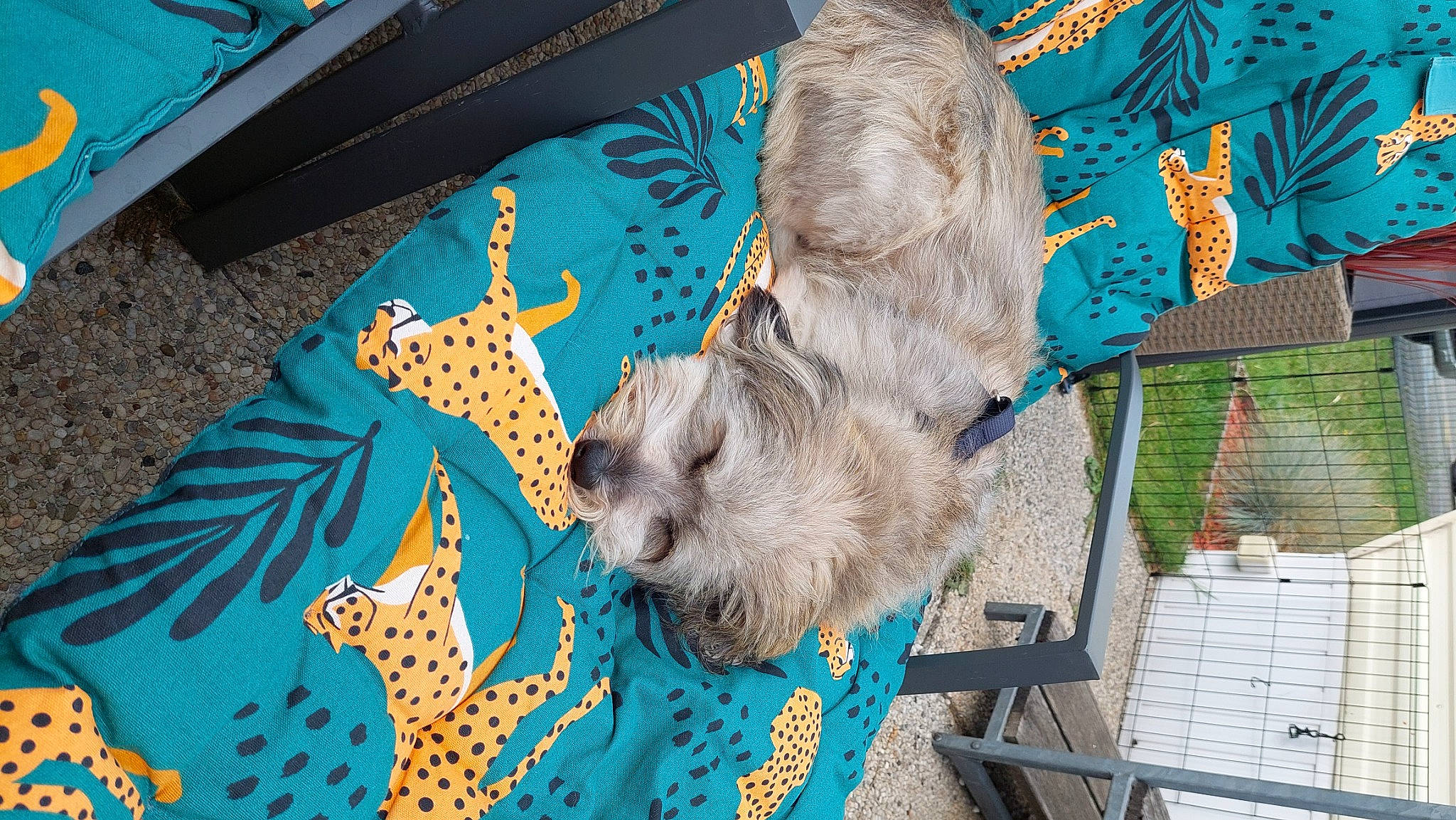 Rocky Amigo participe au concours pour gagner de l'argent avec cette photo : art, blue, canidae, carnivore, companion_dog, dog, dog_breed, electric_blue, fawn, fur, linens, pattern, small_terrier, sporting_group, terrier, toy_dog, visual_arts, wood, working_animal