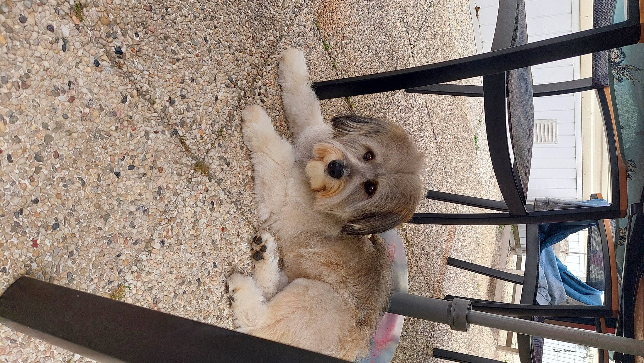 Rocky Amigo a rejoint le concours — aidez-le/la à gagner de superbes lots ! auto_part, automotive_wheel_system, fawn, fur, metal, recreation, snout, terrestrial_animal, wood, zoo