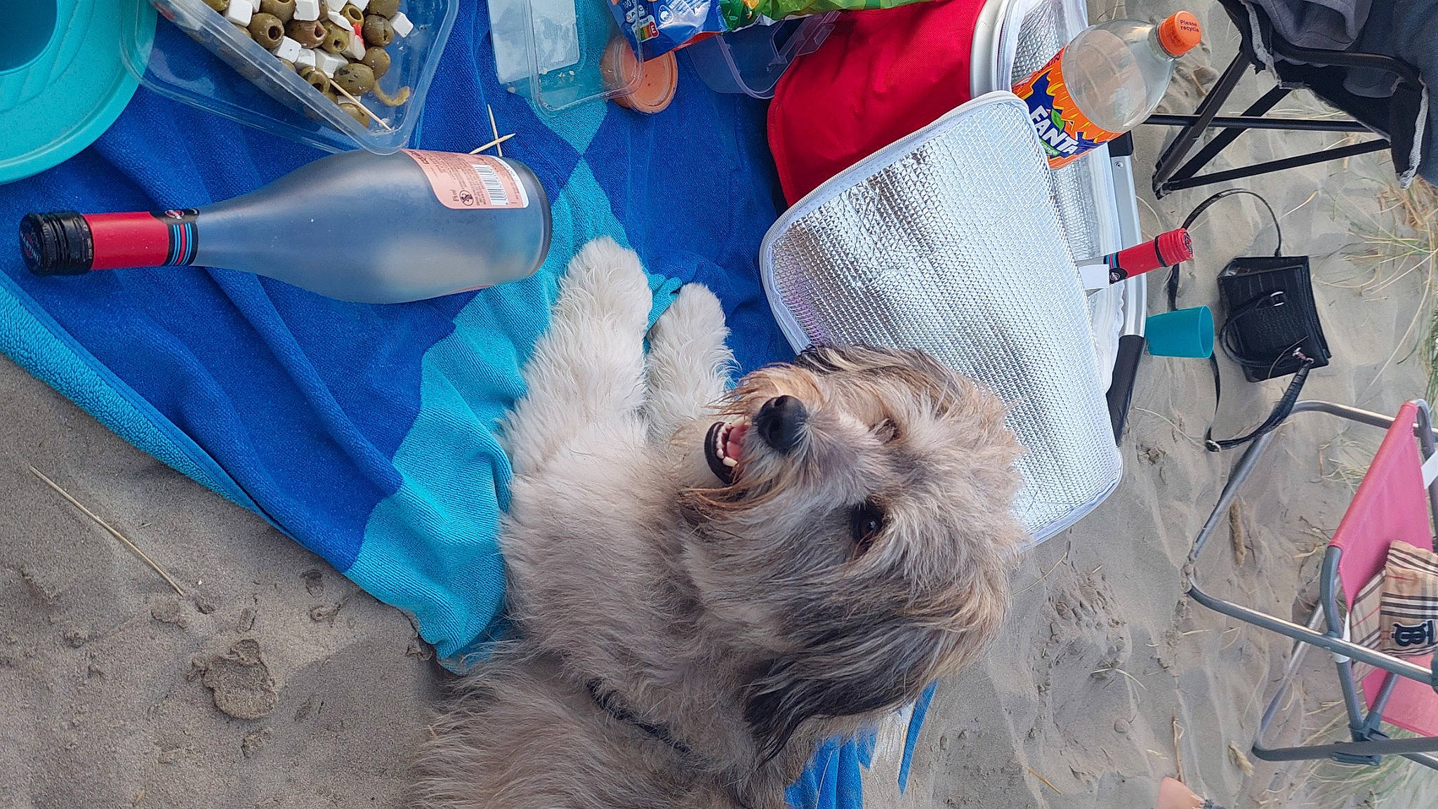 Rocky Amigo a rejoint le concours — aidez-le/la à gagner de superbes lots ! blue, canidae, carnivore, companion_dog, dog, dog_breed, dog_clothes, dog_supply, electric_blue, eyewear, fur, goggles, paw, small_terrier, snout, sporting_group, sunglasses, terrier, toy_dog, whiskers