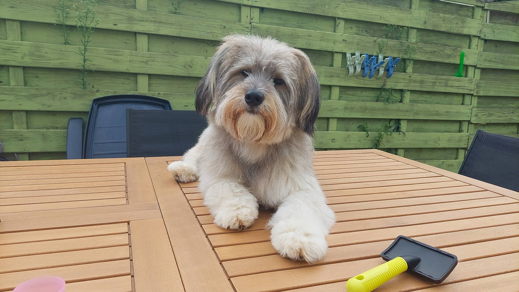 Rocky Amigo participe au concours pour gagner de l'argent avec cette photo : carnivore, chair, companion_dog, dog, dog_breed, floor, flooring, fur, hardwood, liver, shih_tzu, snout, sporting_group, terrestrial_animal, toy_dog, varnish, wood, wood_flooring, wood_stain, working_animal