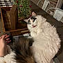 Kiwi is registered to the contest to win money with this photo: cat, fluffy, calico, table, checkered_tablecloth, hand, tail, christmas_tree, decorations, wooden_box, indoor, furniture, cozy, holiday, pet, fur, relaxed, cute, whimsical, playful