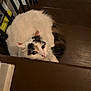 cat, stairs, wooden, pet, animal, feline, curious, indoor, fur, white, black, brown, resting, looking_up, closeup, domestic, cute, cozy, home, curled_up