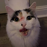 Kiwi is registered to the contest to win money with this photo: cat, fluffy, white, black_patch, orange_patch, tongue_out, wide_eyes, indoor, floor, curious, pet, animal, fur, closeup, face, whiskers, ears, cute, playful, domestic