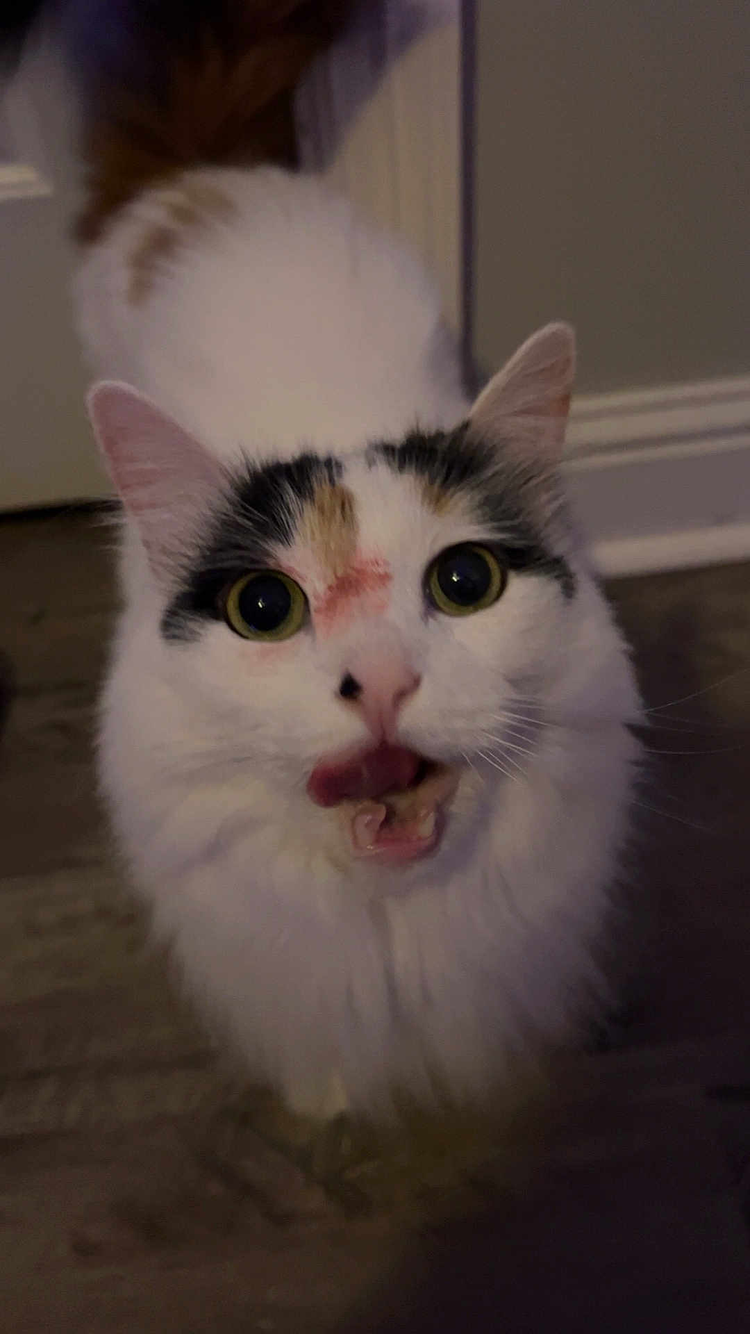 Kiwi is registered to the contest to win money with this photo: cat, fluffy, white, black_patch, orange_patch, tongue_out, wide_eyes, indoor, floor, curious, pet, animal, fur, closeup, face, whiskers, ears, cute, playful, domestic