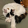 Kiwi joined the competition — help win amazing prizes! cat, sleeping, fluffy, white, black, brown, paw, curled_up, cozy, stuffed_toys, soft_surface, indoor, pet, feline, resting, cute, calm, domestic_animal, fur, relaxed
