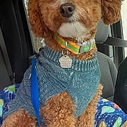 Gunnar is registered to the contest to win money with this photo: dog, curly_fur, blue_sweater, dog_collar, leash, car_interior, car_seat, blanket, space_pattern, pet, animal, cute, fluffy, brown_fur, indoor, seatbelt, window, resting, looking, cozy