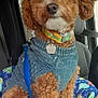 dog, curly_fur, blue_sweater, dog_collar, leash, car_interior, car_seat, blanket, space_pattern, pet, animal, cute, fluffy, brown_fur, indoor, seatbelt, window, resting, looking, cozy