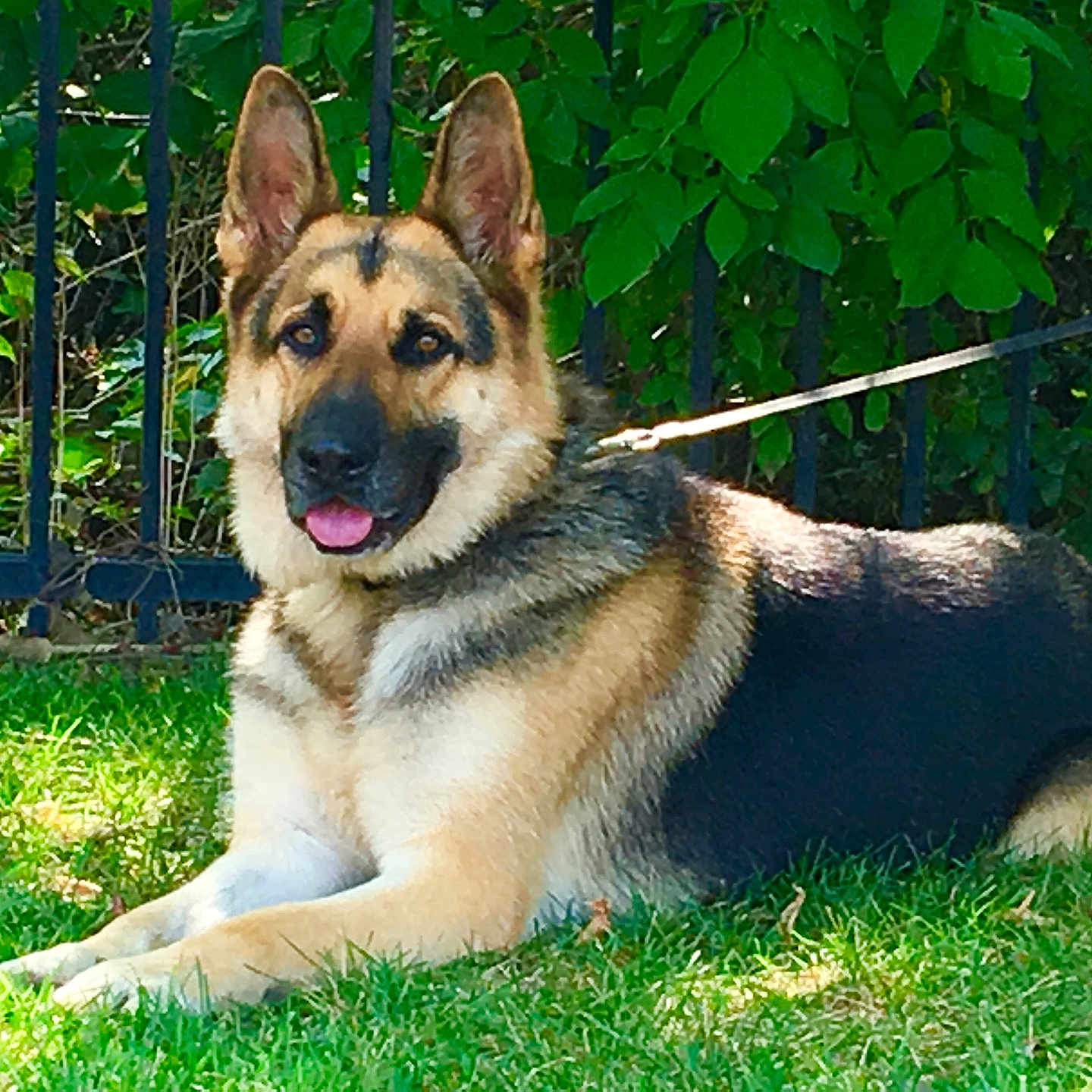 Rocky is registered to the contest to win money with this photo: accessories, animal, backyard, canine, dog, fence, germanshepherd, grass, green, lawn, leash, nature, outdoors, pet, plant, policedog, puppy, strap, tree, yard