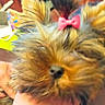 dog, small_dog, bow, pink_bow, fur, hand, table, wooden_table, blurry, close_up, indoor, pet, animal, face, ears, nose, background, clutter, colorful_papers, black_object
