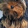 dog, puppy, small_dog, fluffy, fur, brown_fur, black_fur, gray_fur, pet, cute, animal, sitting, portrait, close_up, indoor, canine, adorable, furry, young_dog, companion