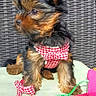 Ava participe au concours pour gagner de l'argent avec cette photo : puppy, dog, small_dog, pet, harness, red_and_white, toy, ribbons, woven_chair, outdoor, curious, furry, cute, animal, sitting, playful, leash, brown_and_black, young_dog, sunlit