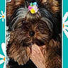 Ava participe au concours pour gagner de l'argent avec cette photo : dog, puppy, fluffy, hair_tie, flower, hand, pet, cute, portrait, close_up, animal, brown, black, ears, fur, indoor, frame, decorative_border, daisy, colorful