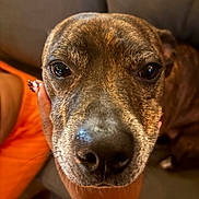 Nina is registered to the contest to win money with this photo: animal, brindle_coat, close_up, companion, couch, cozy, dog, domestic_animal, eyes, friendly, fur, hand, human_hand, indoor, nose, pet, portrait, relaxed, snout, warm_lighting