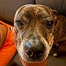 animal, brindle_coat, close_up, companion, couch, cozy, dog, domestic_animal, eyes, friendly, fur, hand, human_hand, indoor, nose, pet, portrait, relaxed, snout, warm_lighting