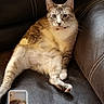 Zoey is registered to the contest to win money with this photo: cat, leather_couch, indoor, pet, relaxed, collar, feline, animal, sitting, looking_at_camera, phone_screen, digital_photo, cozy, brown, white, striped, fur, resting, domestic_animal, home