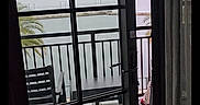 Zoey joined the competition — help win amazing prizes! balcony, glass_door, chair, table, dog, pet, outdoor, water, palm_tree, railing, curtain, floor, sky, daytime, partial_view, door_handle, furniture, animal, small_dog, window