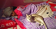 Zoey joined the competition — help win amazing prizes! bed, blanket, cat, clothing, cute, face, feline, fur, hello_kitty, home, indoors, lying, person, pillow, resting, sleeping, soft, warm, window, wrapped