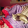 Zoey joined the competition — help win amazing prizes! bed, blanket, cat, clothing, cute, face, feline, fur, home, indoors, person, pillow, resting, sleeping, soft, warm, window, wrapped, lying, hello_kitty