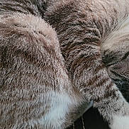 Zoey joined the competition — help win amazing prizes! cat, sleeping, fur, curled_up, paw, close_up, domestic_animal, resting, pet, whiskers, striped, tabby, cute, relaxed, indoor, animal, mammal, cozy, nap, soft