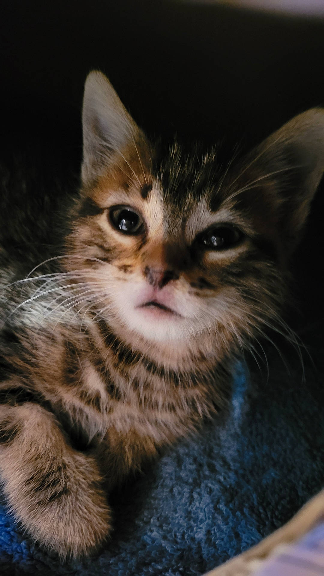 Simba participe au concours pour gagner de l'argent avec cette photo : carnivore, cat, claw, darkness, domestic_short_haired_cat, felidae, fur, paw, small_to_medium_sized_cats, snout, terrestrial_animal, whiskers